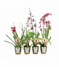 Orchids
