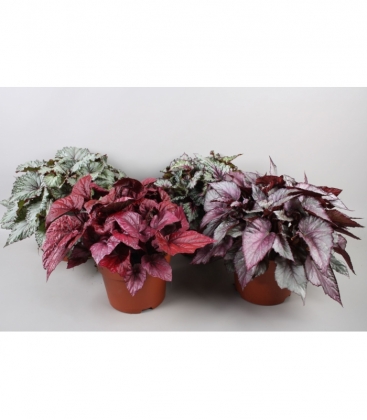 Begonia