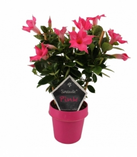 Mandevilla