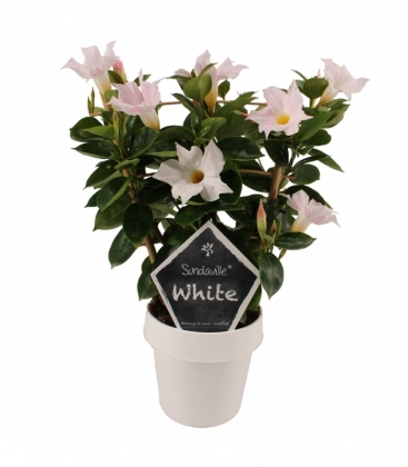 Mandevilla