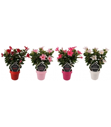 Mandevilla