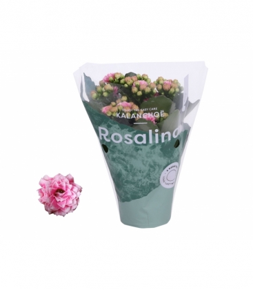 Kalanchoe