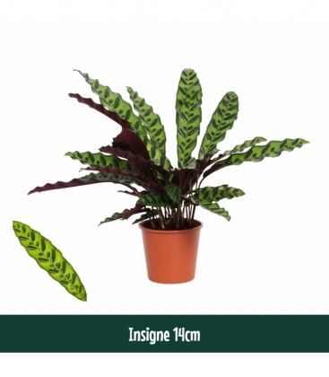 Calathea