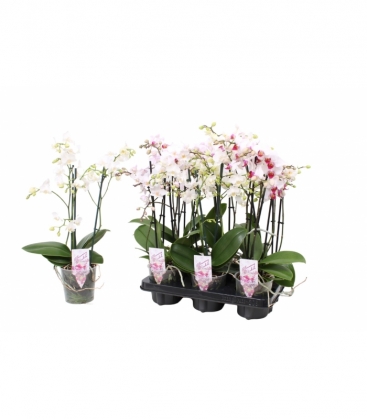 Phalaenopsis