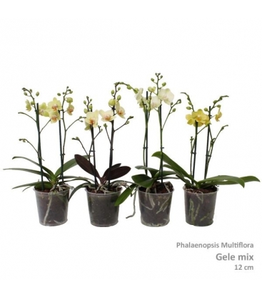 Phalaenopsis
