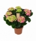 Hydrangea