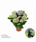 Hydrangea
