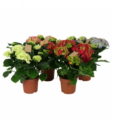 Hydrangea