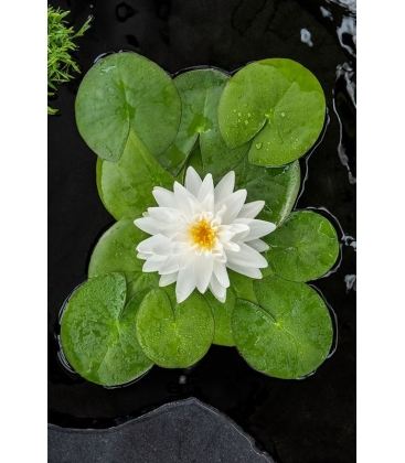 Nymphaea