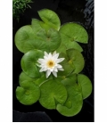 Nymphaea