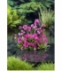 Primula