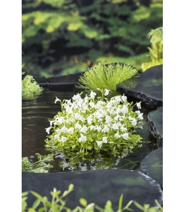 Mazus