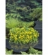 Lysimachia
