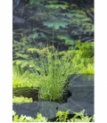 Juncus