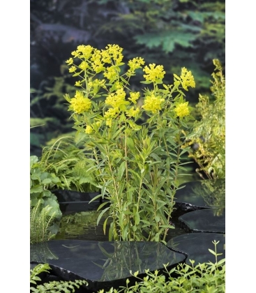 Euphorbia