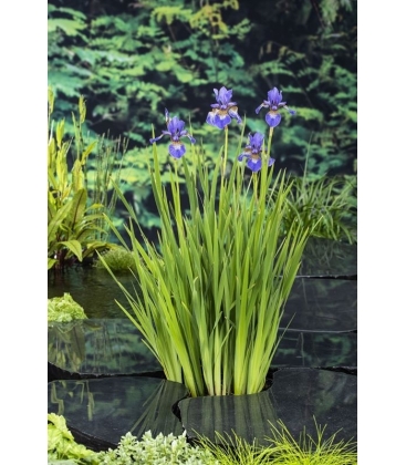 Iris