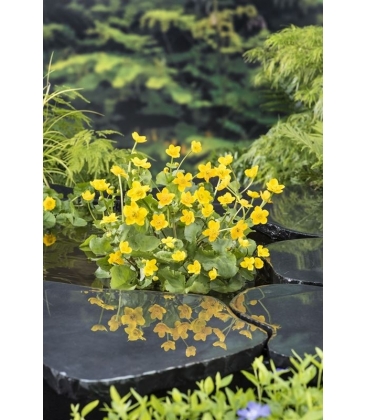 Caltha
