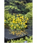Caltha