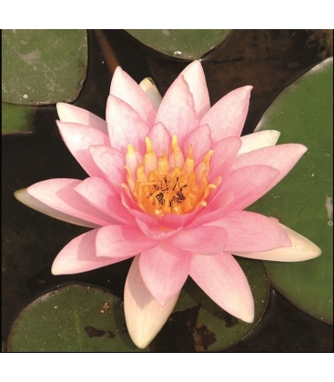 Nymphaea