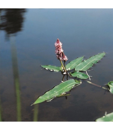 Persicaria