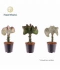 Euphorbia