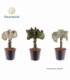 Euphorbia