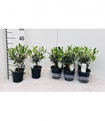 Olea