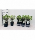 Olea