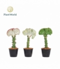Euphorbia