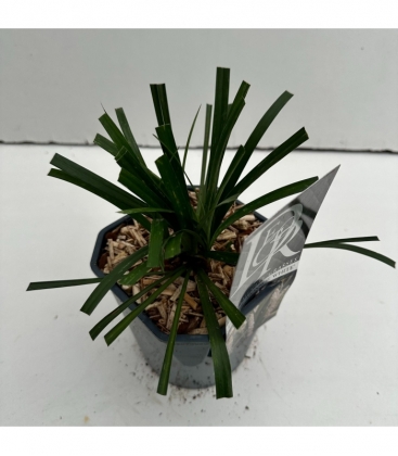 Liriope