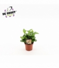 Coffea