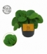 Peperomia
