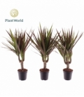 Dracaena