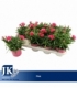 Dianthus
