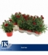 Dianthus