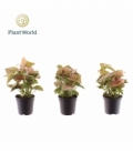 Syngonium