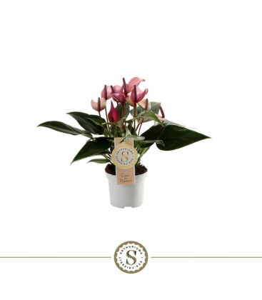 Anthurium