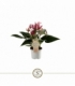 Anthurium