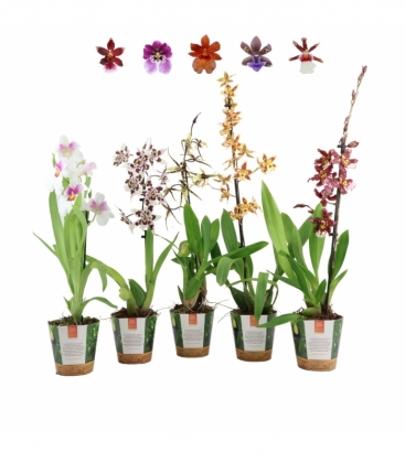 OrchideeÃ«n