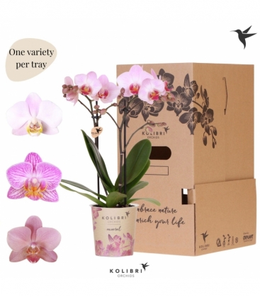 Phalaenopsis