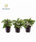 Calathea