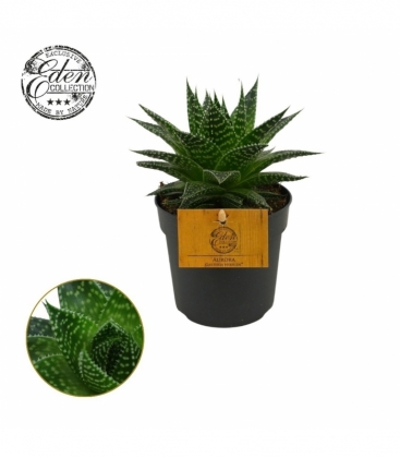 Gasteria