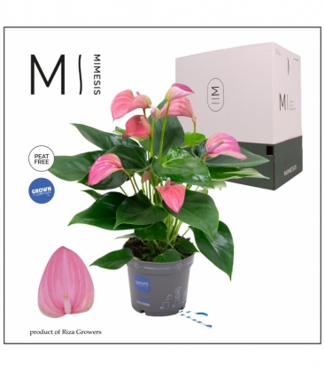 Anthurium