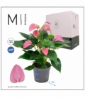 Anthurium