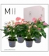 Anthurium