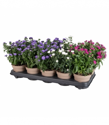 Aster