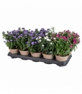 Aster