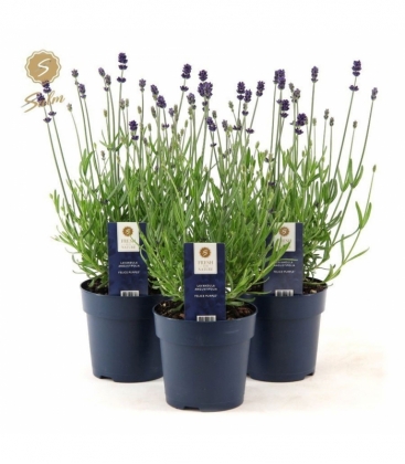 Lavandula