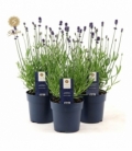 Lavandula