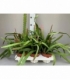 Epiphyllum
